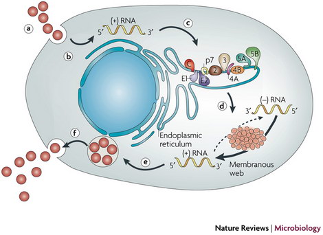 hepatitis c life cycle